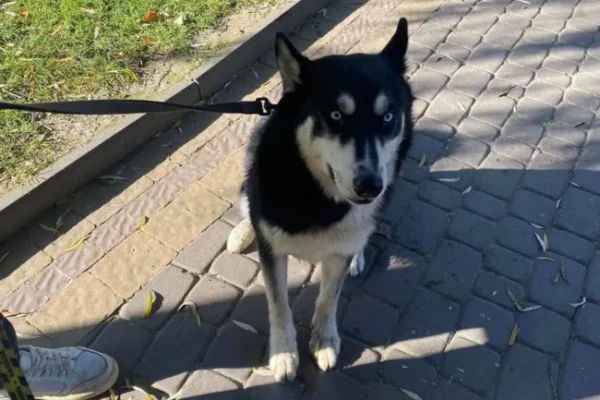 Злий пес