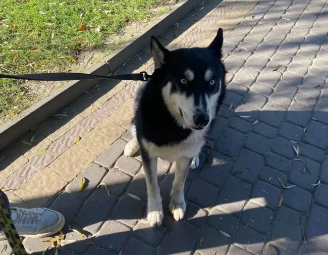 Злий пес