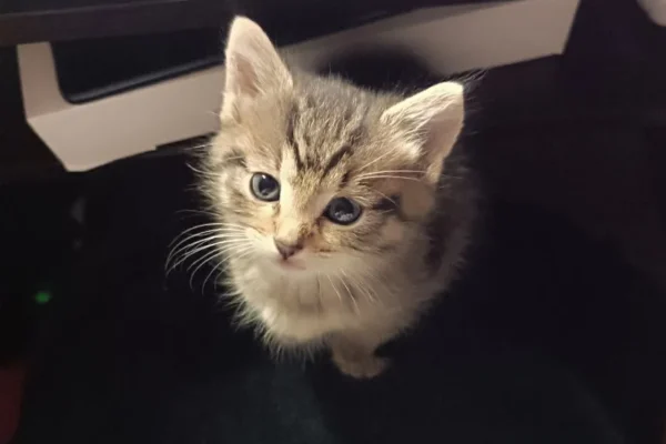 Кошеня