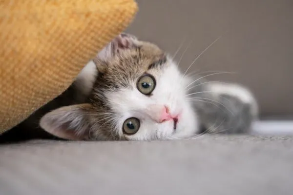 Життя котика