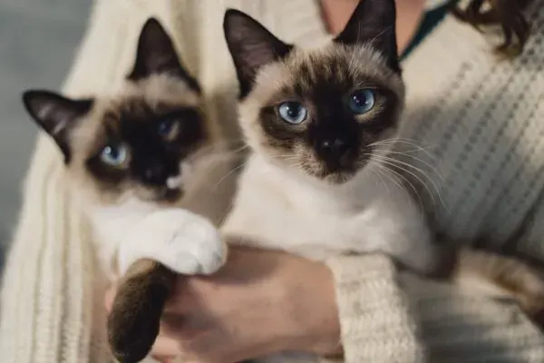 Котики