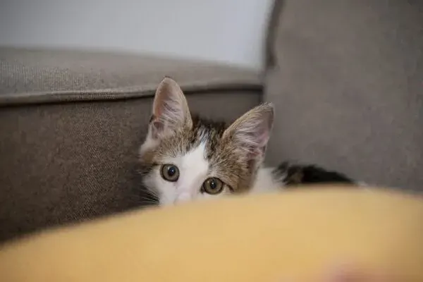 Наляканий котик