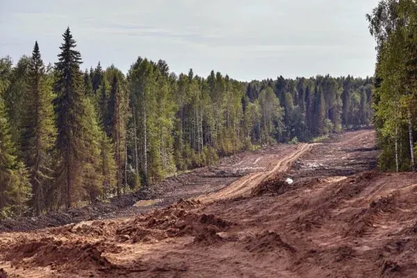 Вирубка лісу