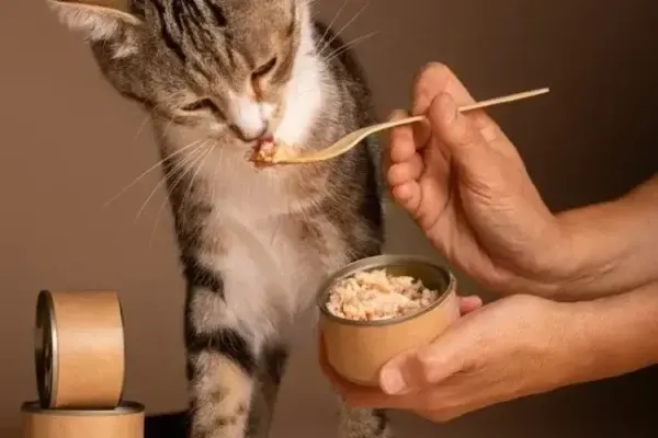 Котик