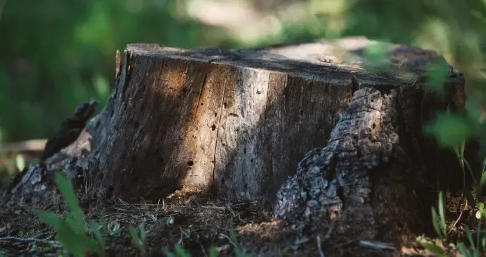 Вирубка лісу