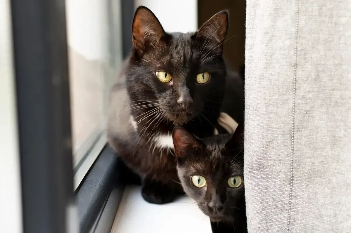 Коти