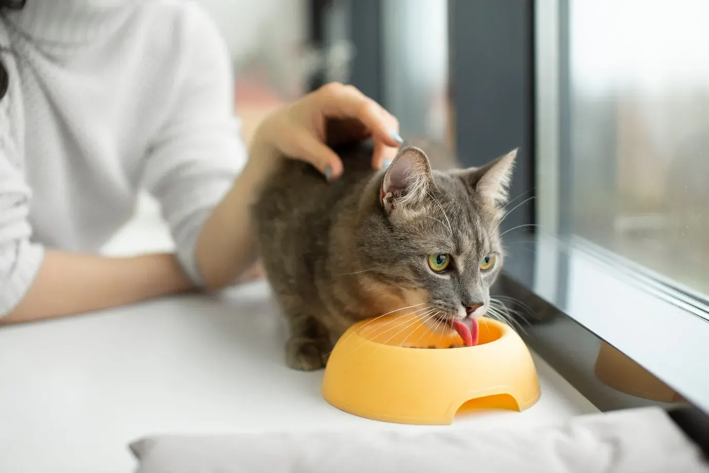 Шлях до котячого серця лежить через мисочку