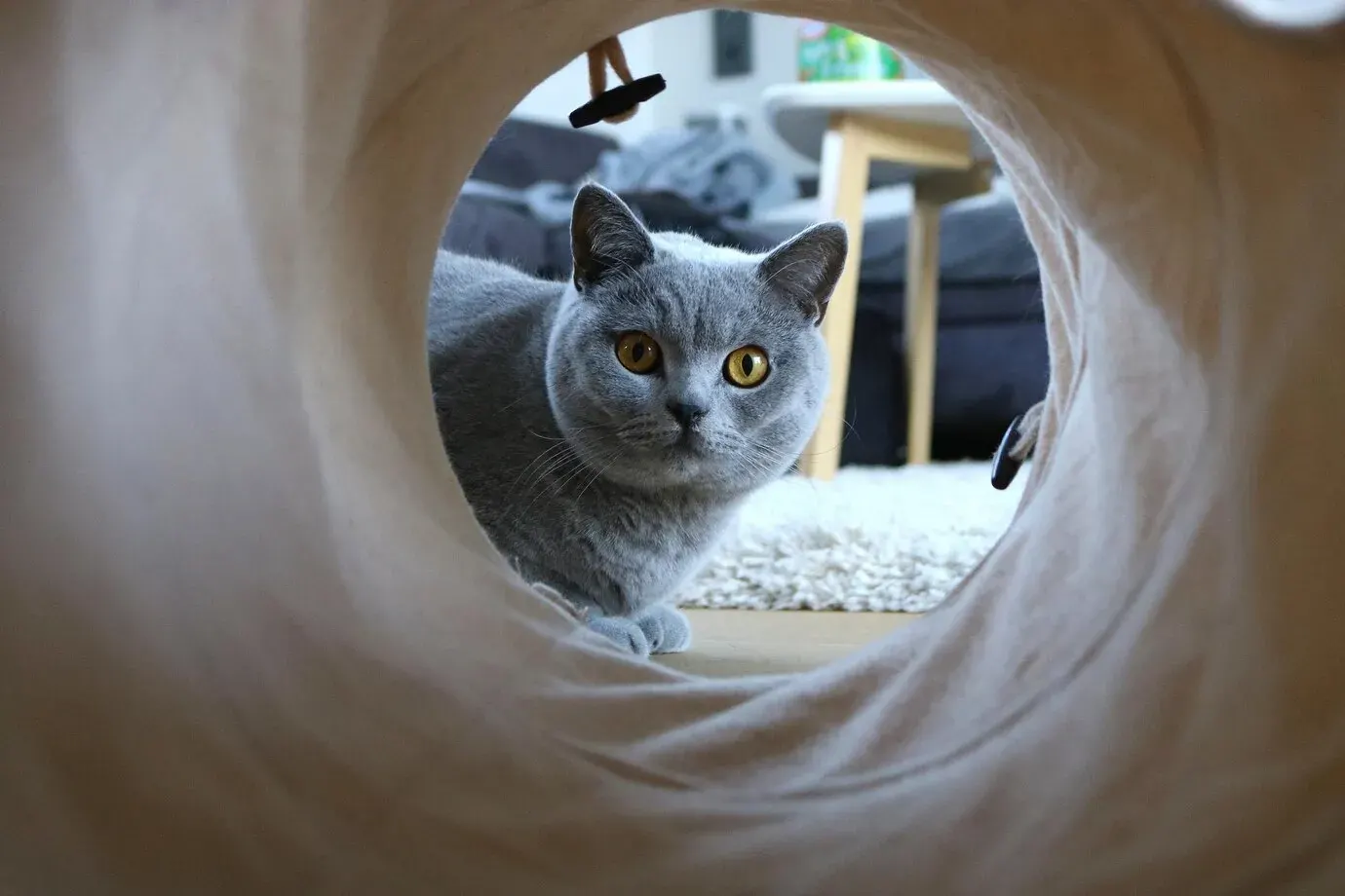 Коти люблять, коли з ними граються