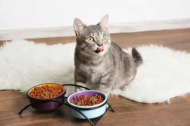 Котячий корм