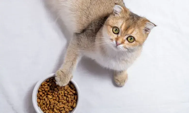 Котячий корм
