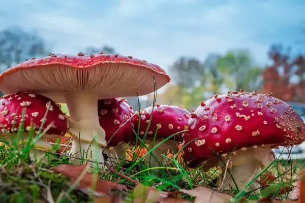 Мухомори