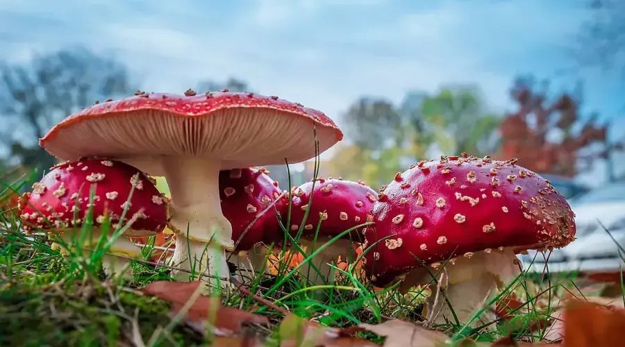 Мухомори