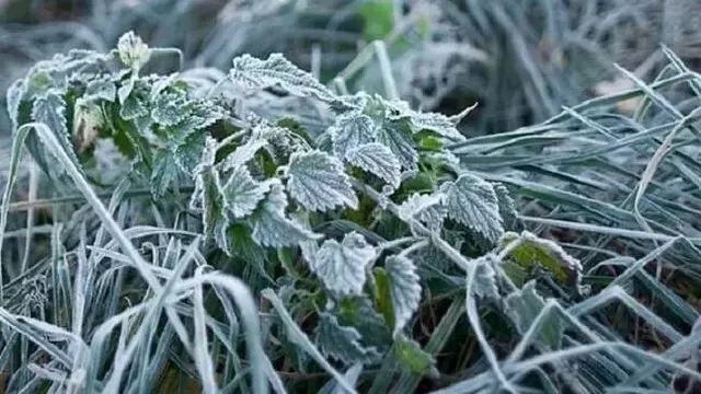 Погода