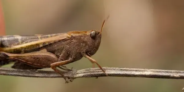 Сарана