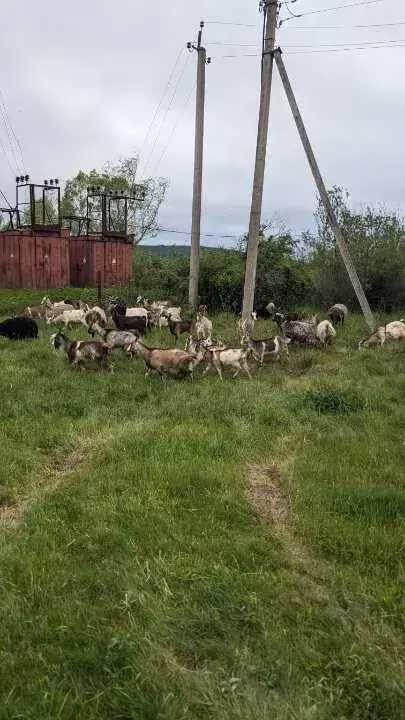 Конфісковане стадо
