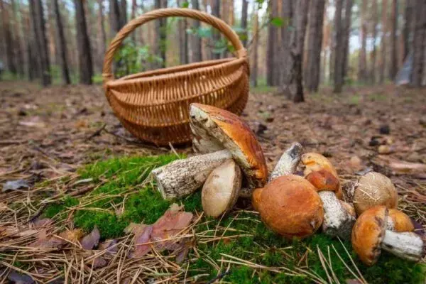 Гриби