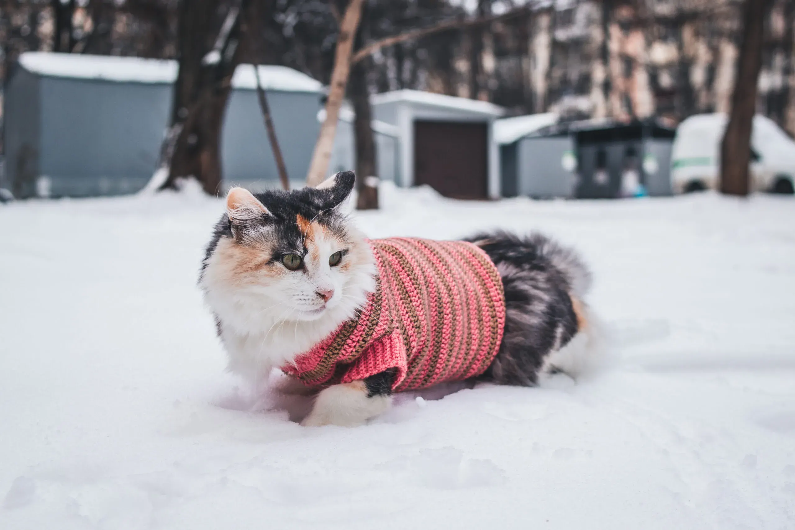 Кіт