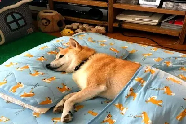 Собака