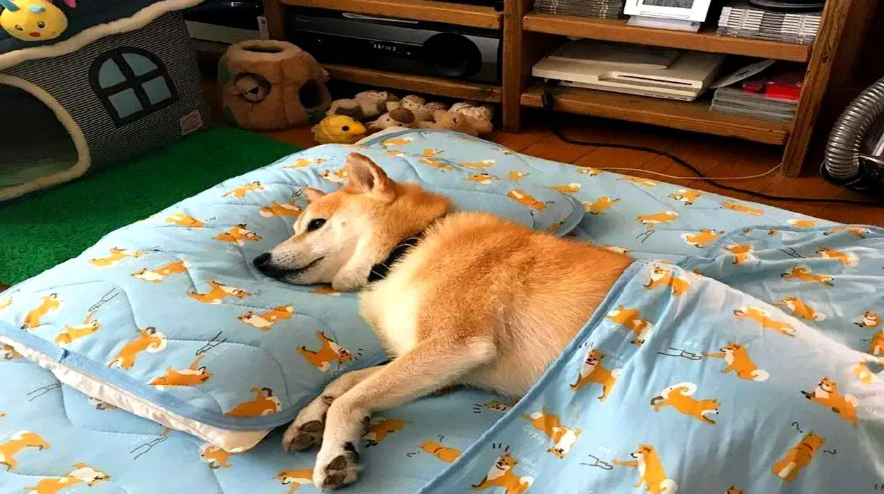 Собака