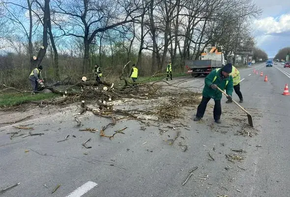 Сильний вітер спричинив падіння дерева на узбіччя дороги Н-18 Івано-Франківськ – Тернопіль