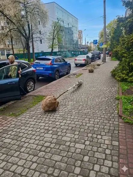 В Івано-Франківську побільшало лип: на Вовчинецькій висадили нові дерева