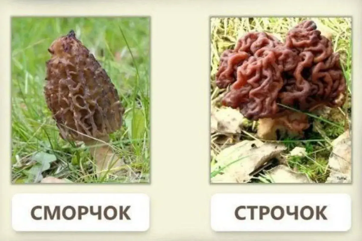 Как различить ядовитые строчки и съедобные сморчки?
0
119