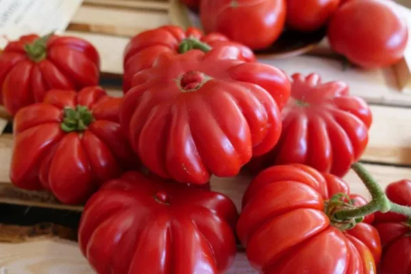 Почему стоит окучивать томаты: секрет, который не знают огородники