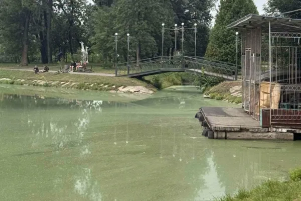 У калуському парку Франка масово загинули качки: озеро могли отруїти хімікатами